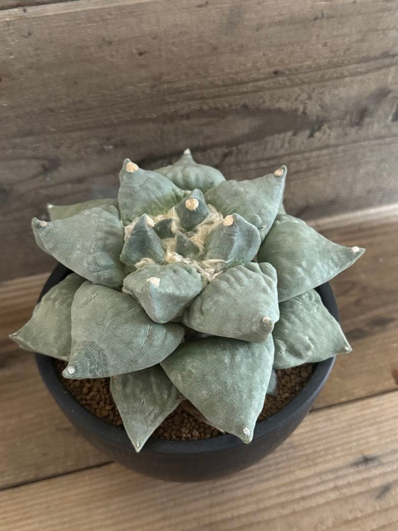 【幅広疣】怒涛ロイヤルシワ疣花牡丹 アリオカルプス 花牡丹 亀甲牡丹