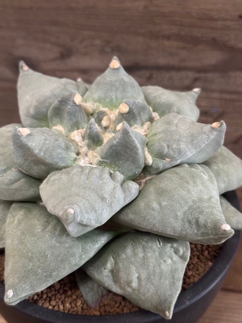 【幅広疣】怒涛ロイヤルシワ疣花牡丹 アリオカルプス 花牡丹 亀甲牡丹