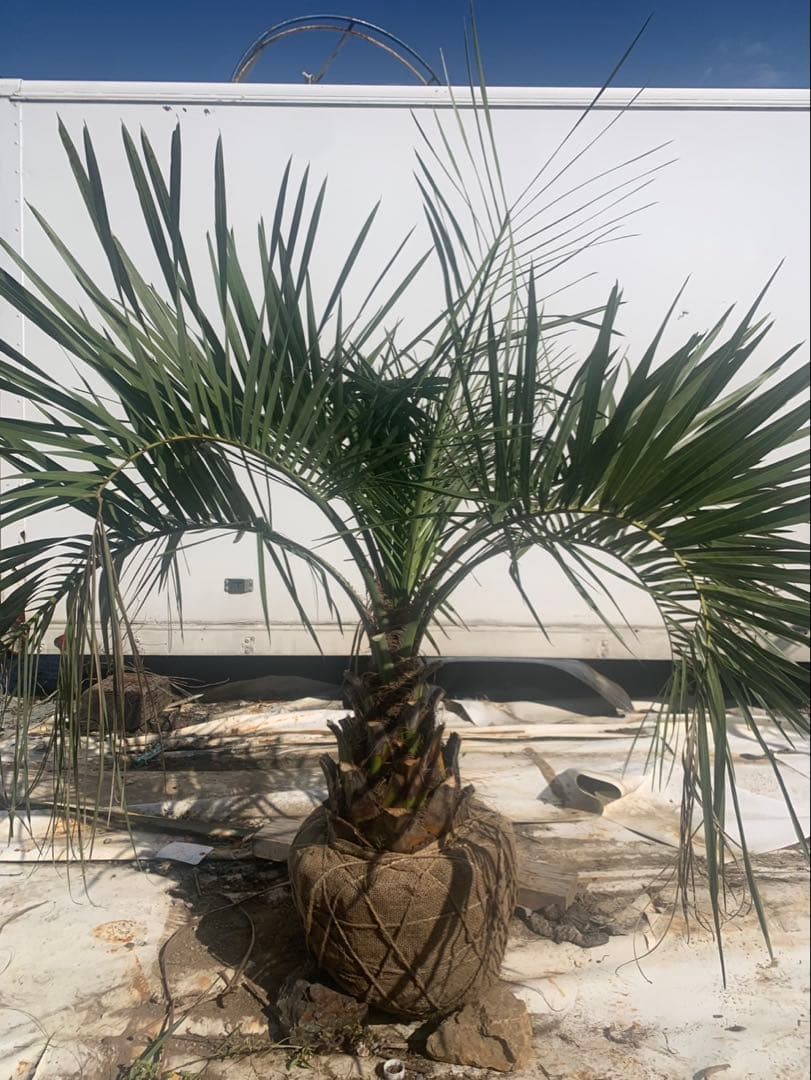 ココスヤシ　　1