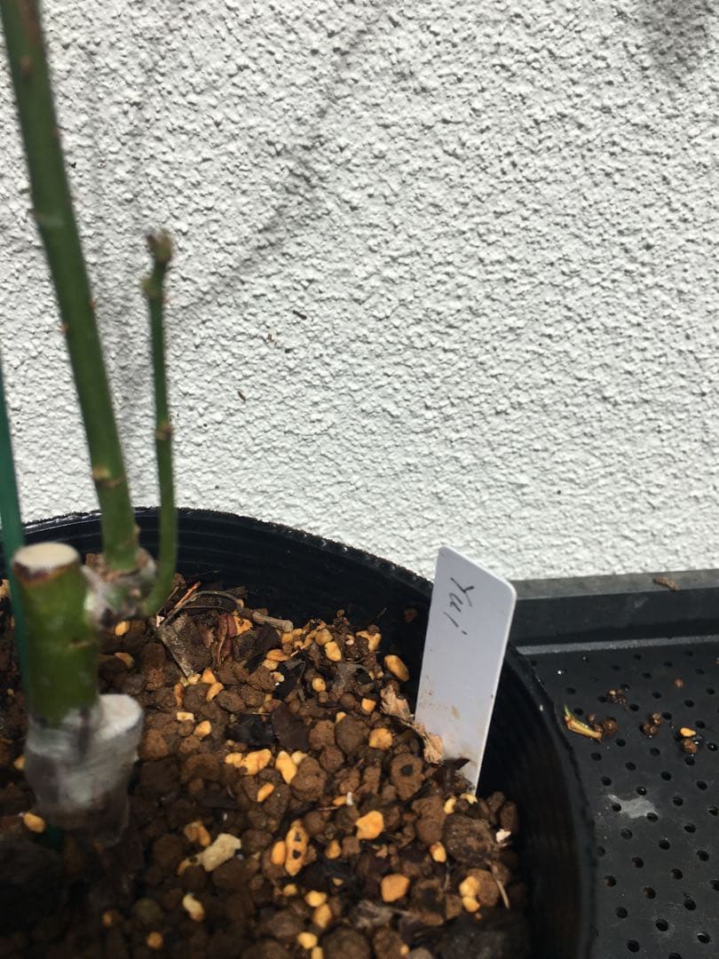 ひろココさま専用　バラ苗6品