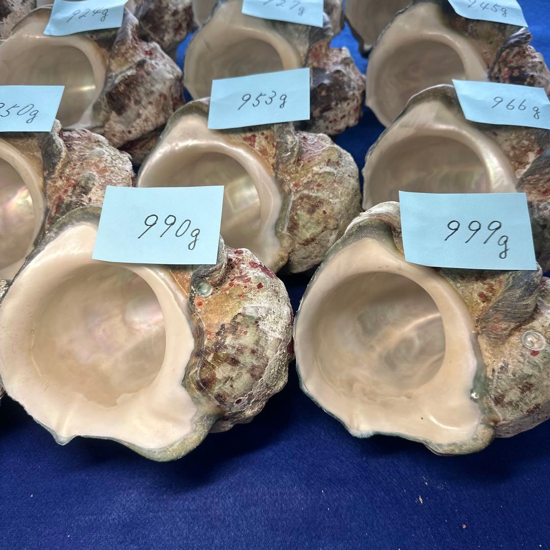 夜光貝　ヤコウ貝　まとめ売り　19個　17、8kg アクセサリー　ルアー