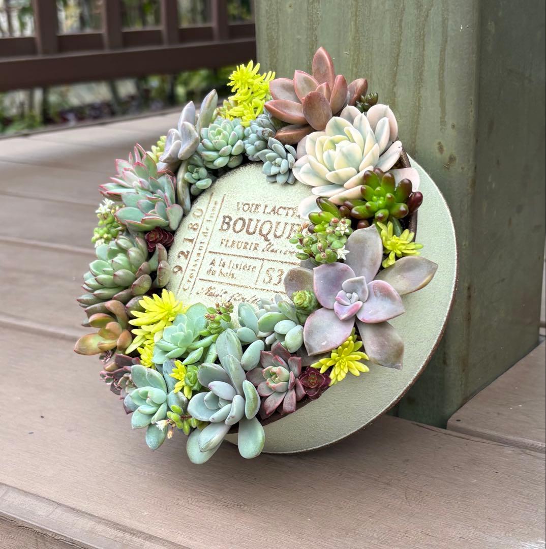 多肉植物 寄せ植え そのまま飾れる♡.*゜リース♡*°ホワイトNo.1