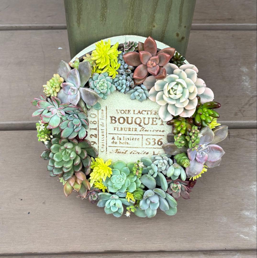 多肉植物 寄せ植え そのまま飾れる♡.*゜リース♡*°ホワイトNo.1
