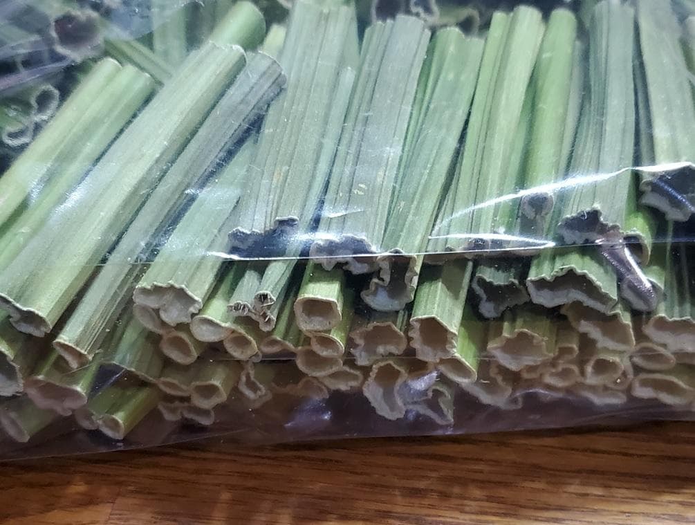 大容量　7000g　(国産・高品質)乾燥パパイヤの茎（無農薬・有機肥料）