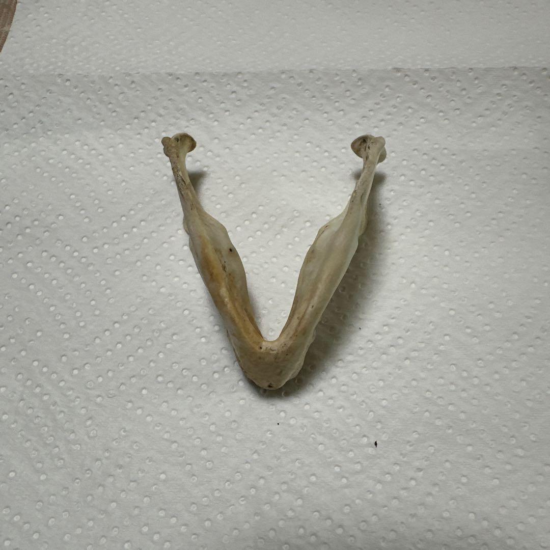 猿の頭蓋骨