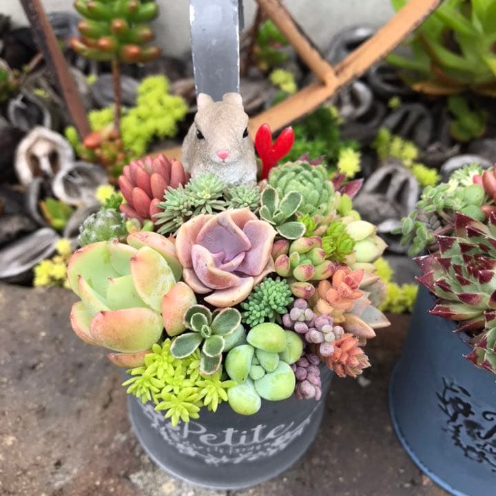 ☆多肉植物　寄せ植え〜フック付きブリキ缶寄せ植え　セット〜★