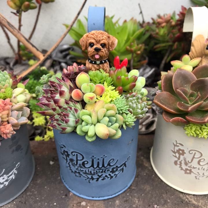 ☆多肉植物　寄せ植え〜フック付きブリキ缶寄せ植え　セット〜★