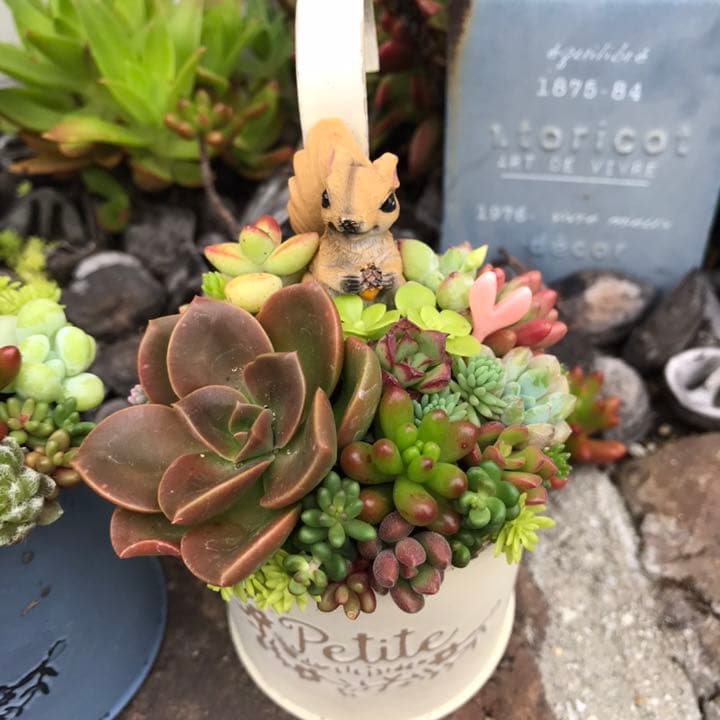 ☆多肉植物　寄せ植え〜フック付きブリキ缶寄せ植え　セット〜★