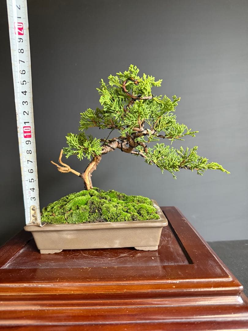 I*K様 週末オークション　真柏盆栽no.2 小品盆栽舎利