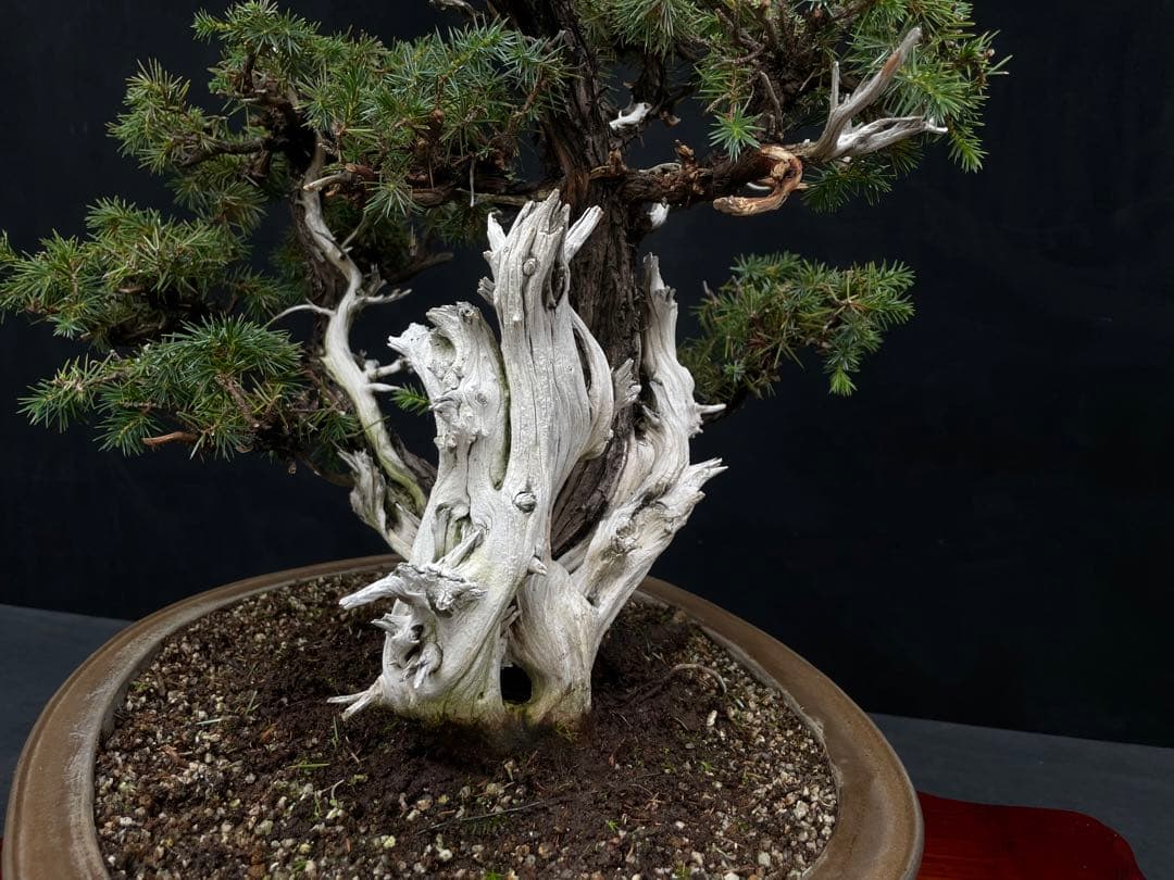 三河盆栽　盆栽愛好家在庫放出セール　杜松　盆栽