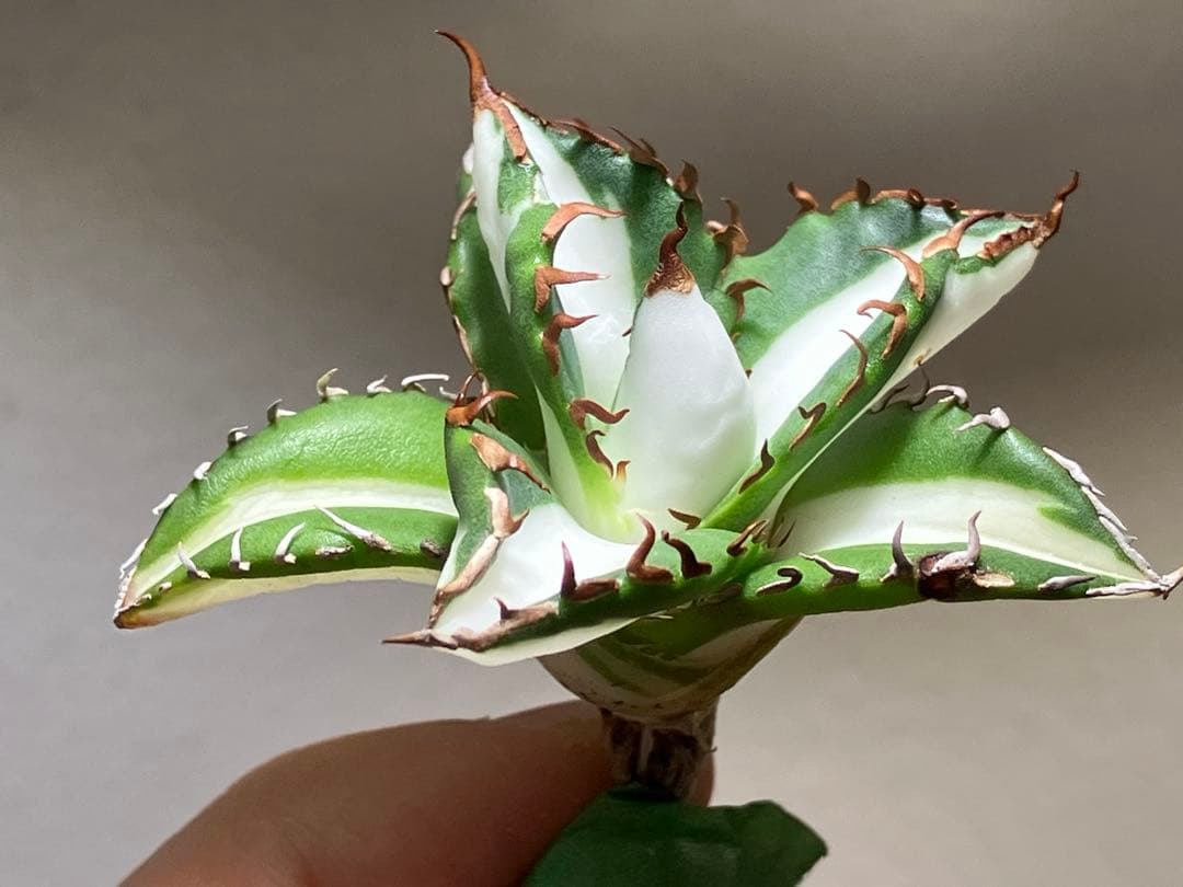 サ*店様 【オークション】選抜　強棘　美株　アガべ　チタノタ　太陽神錦　白中斑