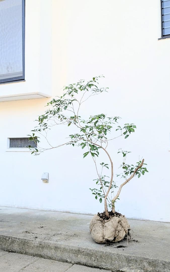極。山採りアセビ。