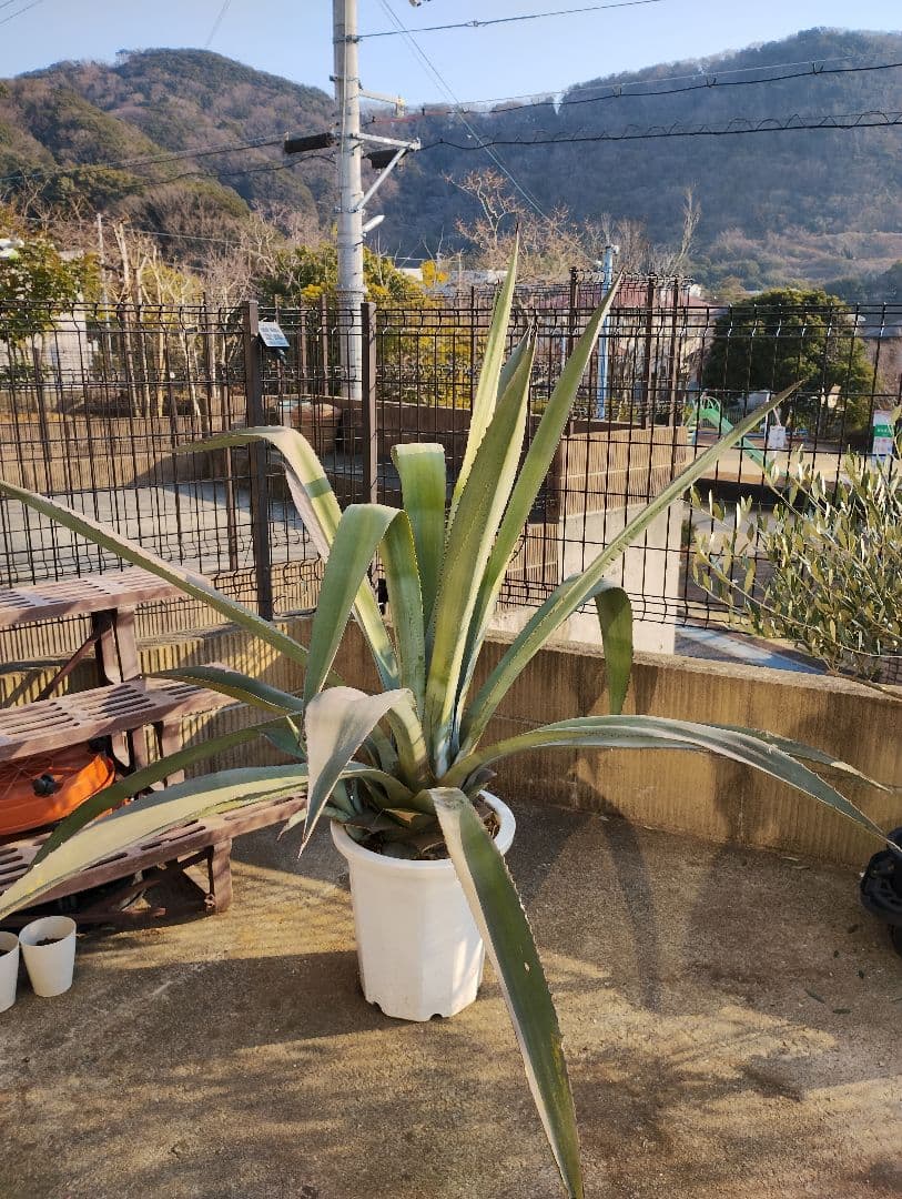 大型アガベ 観葉植物