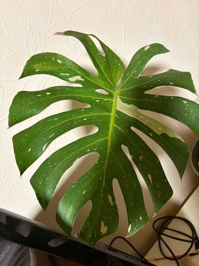 モンステラ・ポトス Monstera Deliciousa Skeleton(Variegated)