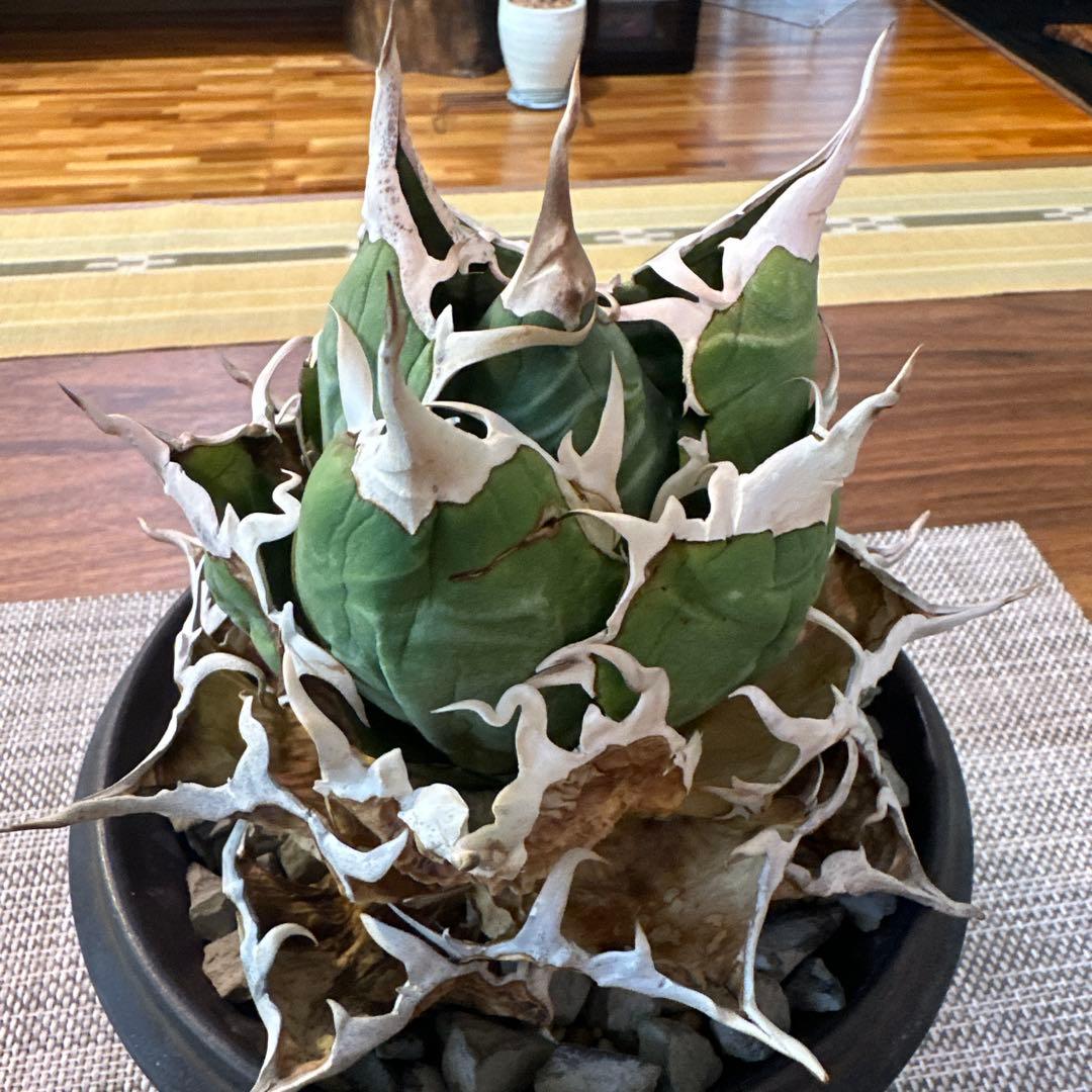 アガベ チタノタ 白鯨