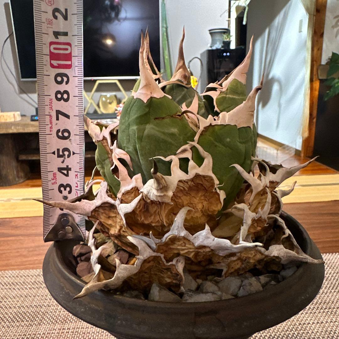 アガベ チタノタ 白鯨