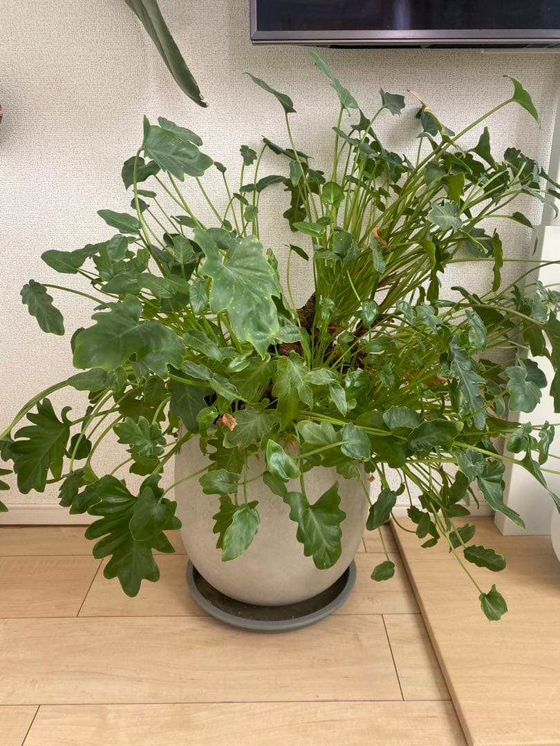 観葉植物　フィロデンドロン クッカバラ　幹上がり