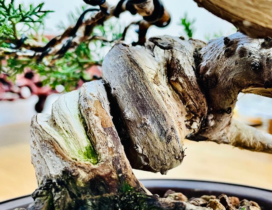 【逸品・早い者勝ち】捻転！太幹！　糸魚川真柏（鉢：山秋）