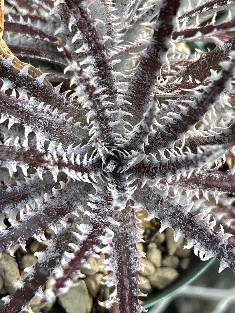 その他多肉植物 Dyckia Bill Baker's BS hybrid, No Name
