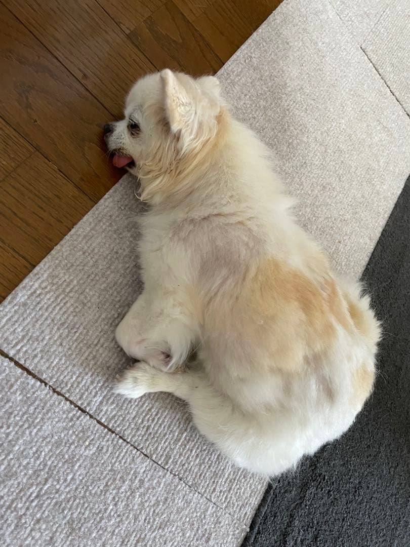 画像確認用　左半身