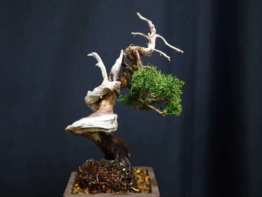 逸品　真柏　板シャリ　小品盆栽　糸魚川真柏　シャリ芸 盆栽 樹高15cm