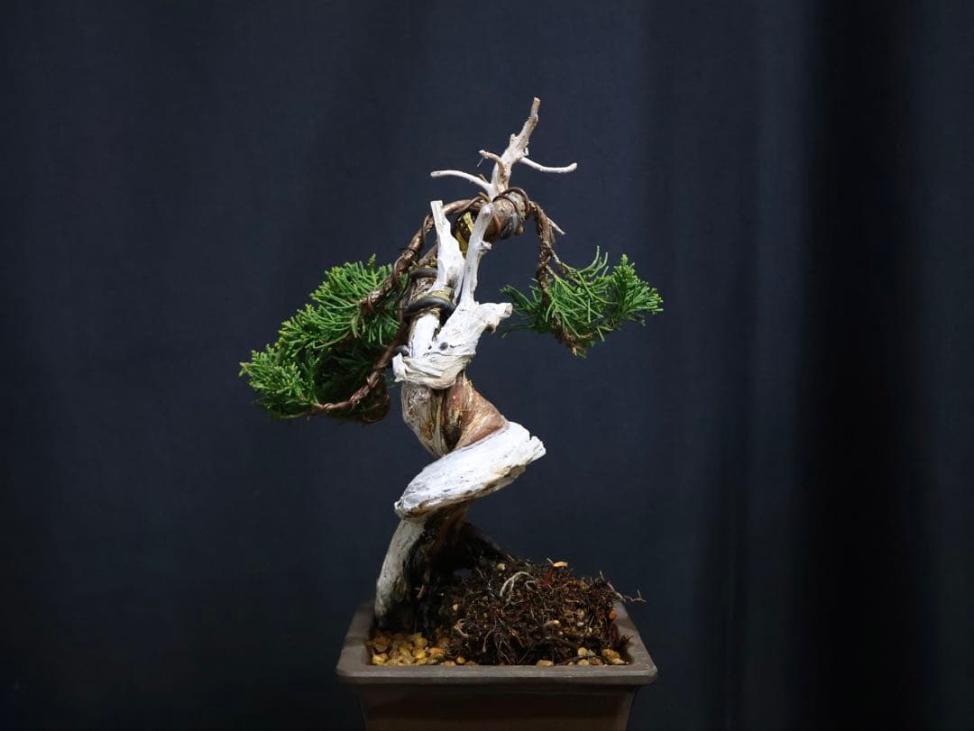 逸品　真柏　板シャリ　小品盆栽　糸魚川真柏　シャリ芸 盆栽 樹高15cm