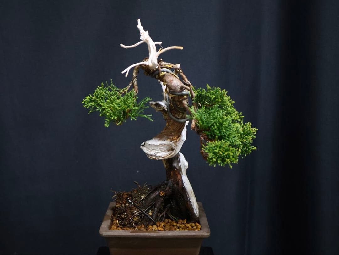 逸品　真柏　板シャリ　小品盆栽　糸魚川真柏　シャリ芸 盆栽 樹高15cm