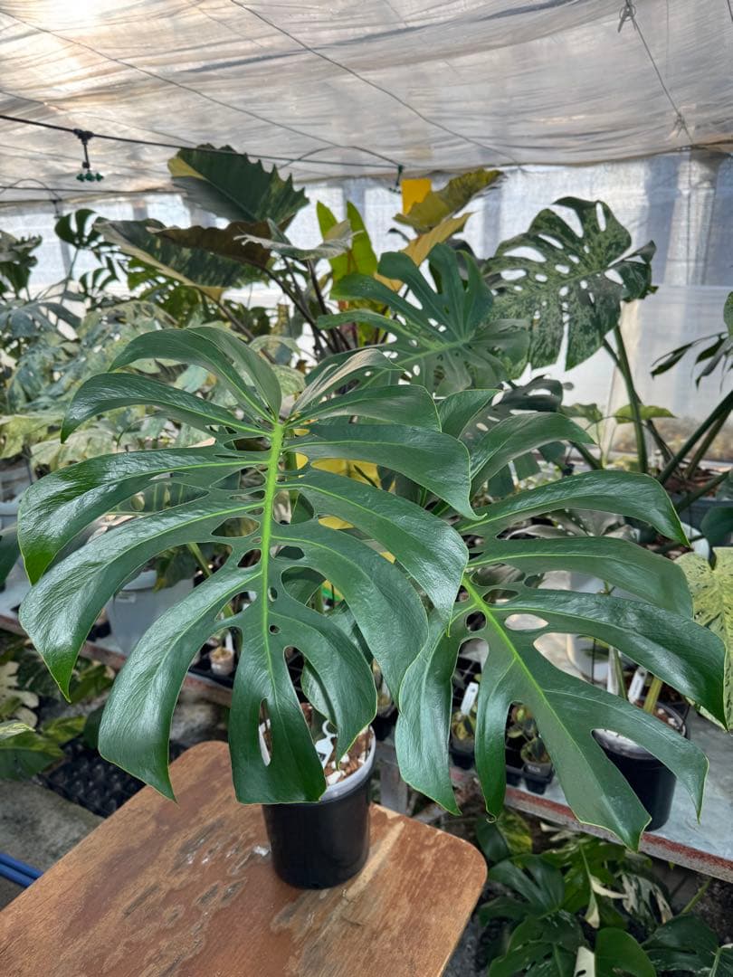 Monstera deliciosa Form 6｜BKK 最優秀賞株と同系統