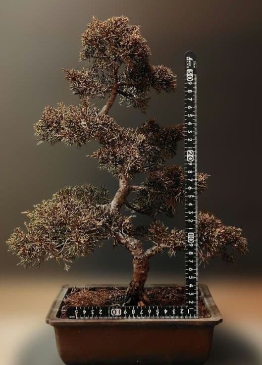 訳あり品！真柏盆栽！