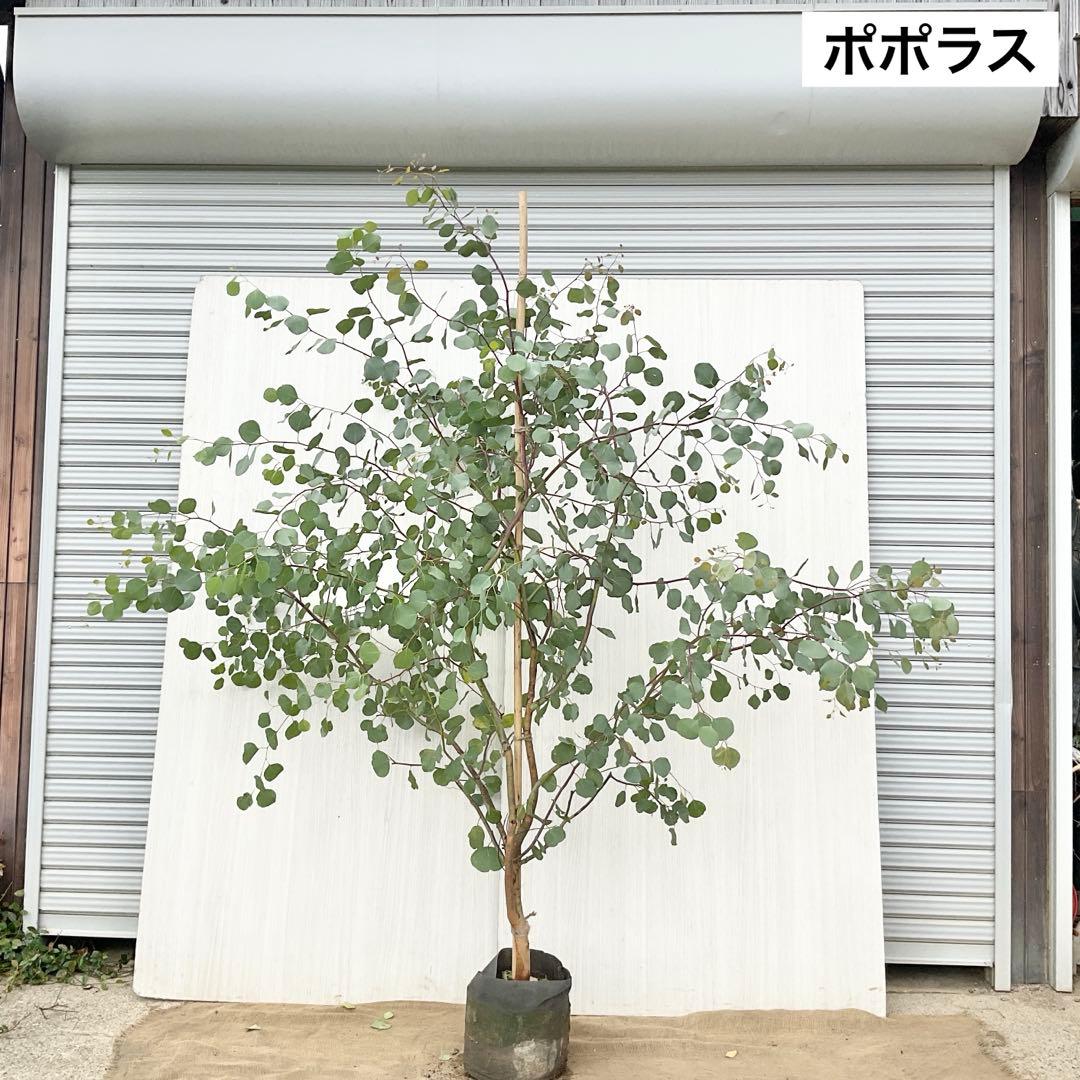 Rikaさん専用　ポポラス　/