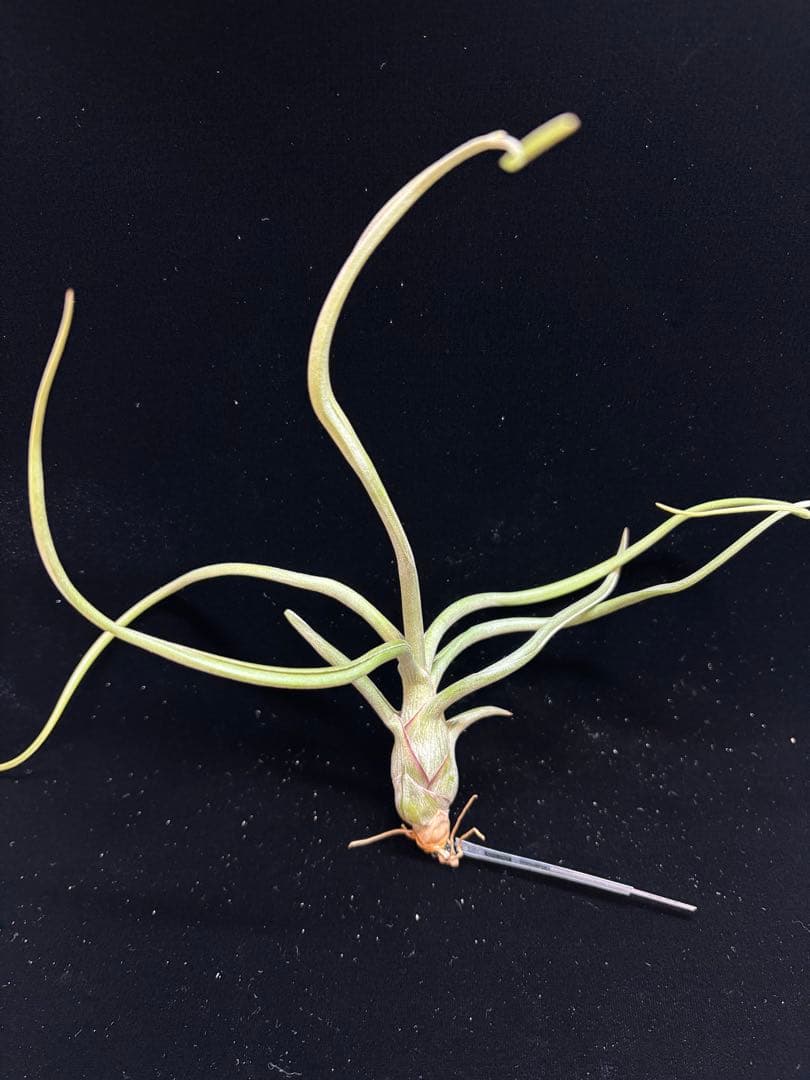 ブロメリア・エアープランツ Tillandsia 'Patricia McKeon from Domingo