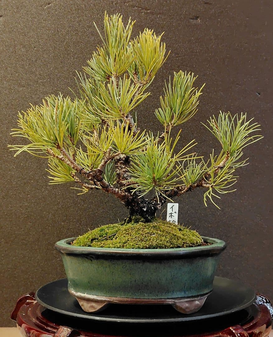 イボ幹五葉松盆栽！