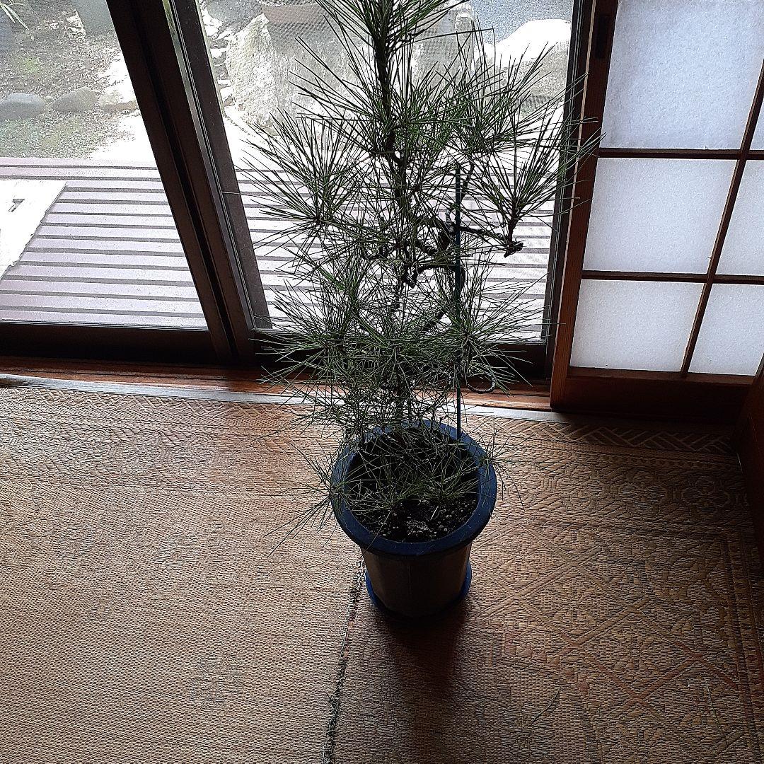 黒松の、盆栽