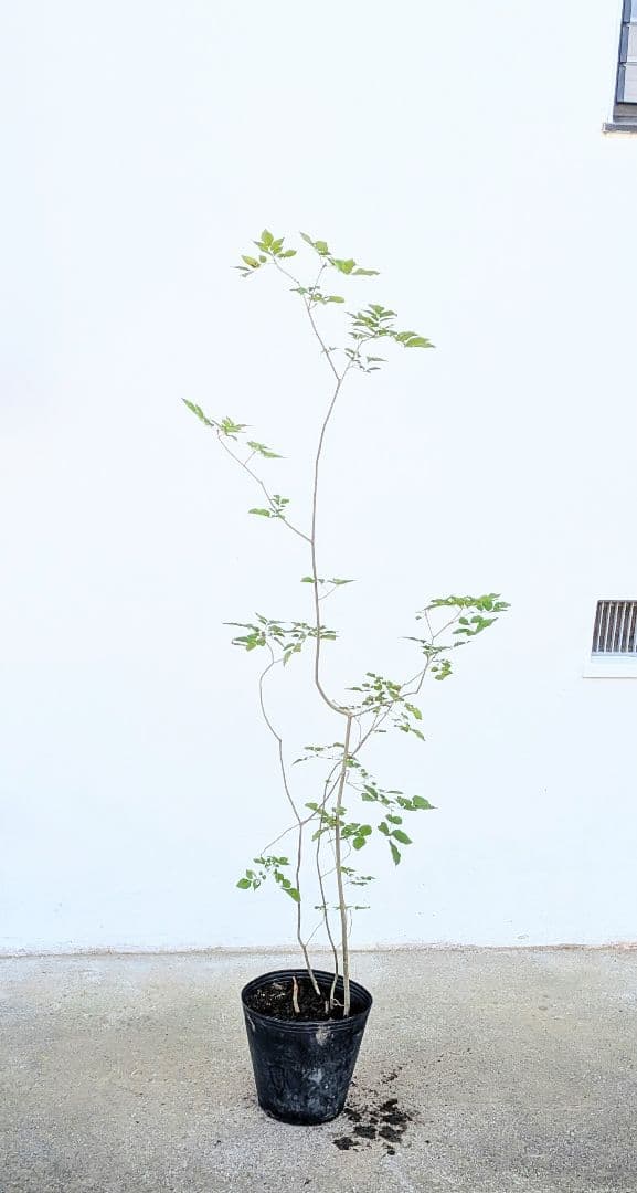 鉢植え。山採りアオダモ。