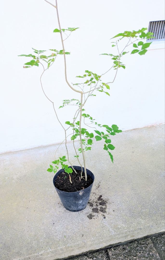 鉢植え。山採りアオダモ。