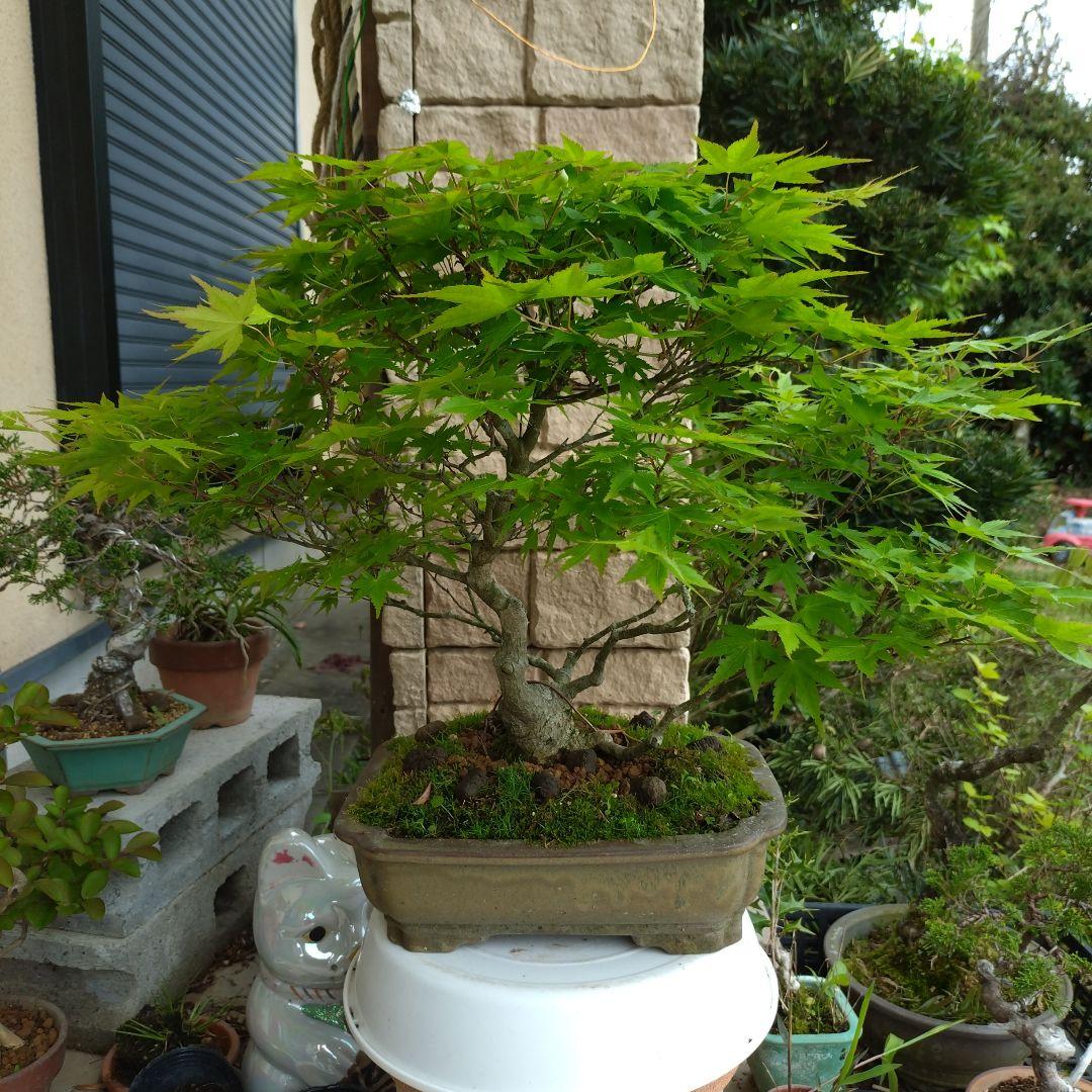 値引き、必見！完成木　山もみじ、３０年以上持込