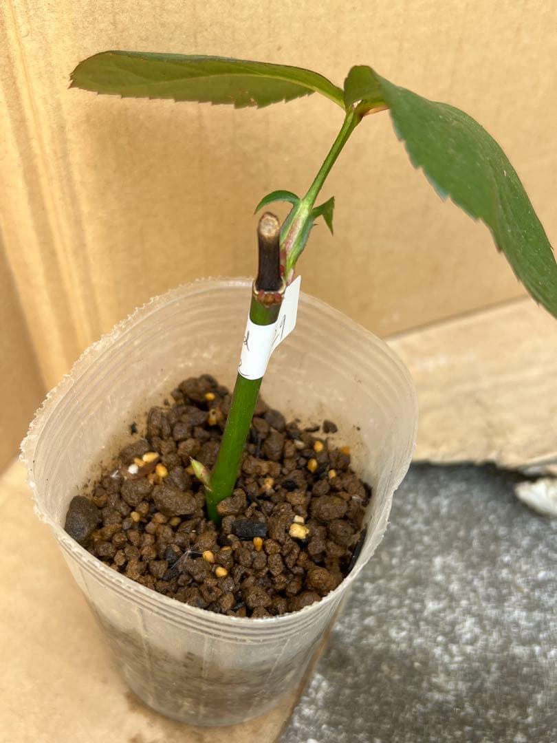 「モン&ミーママ」切り花品種バラ苗　レアバラ　4点