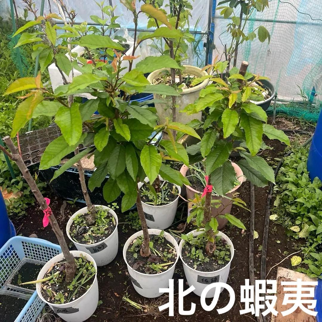 さくらんぼ　1.7メートル佐藤錦苗木　ナポレオン苗木　2本セット　三年