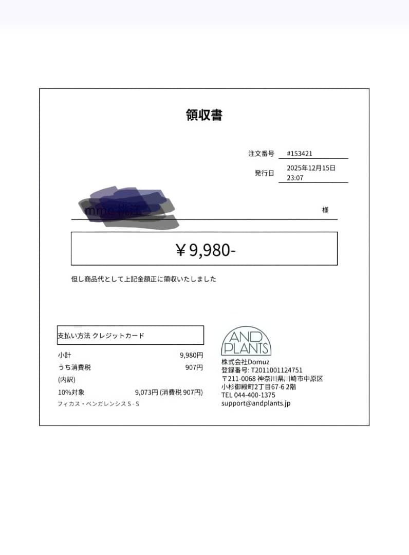 フィカス 約60cm　鉢付き