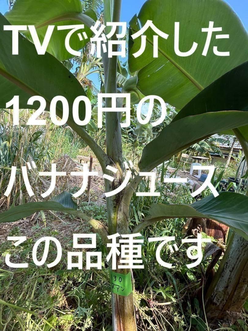 TV紹介糖度モンスター◆140cm巨苗◆ドワーフ・ヌアンジュンバナナ◆耐寒。低木