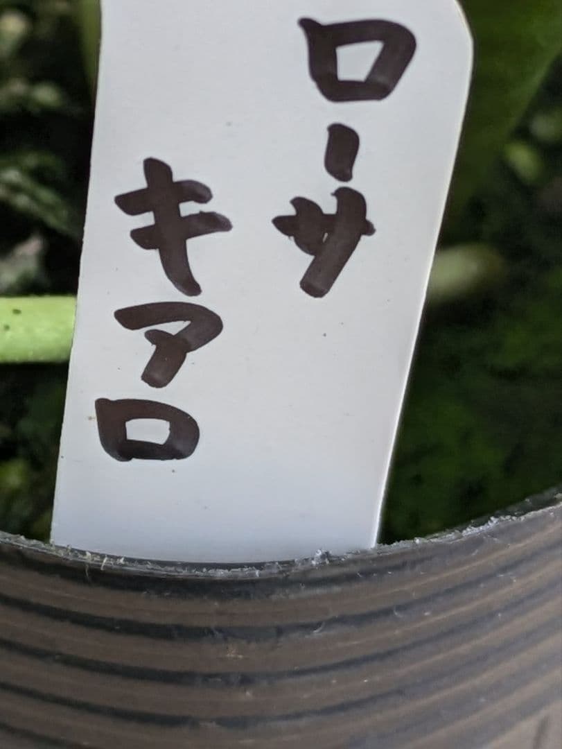 ♡sako様♡