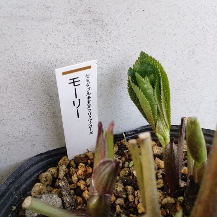 加藤農園モーリー 黄色 花開花株。No19