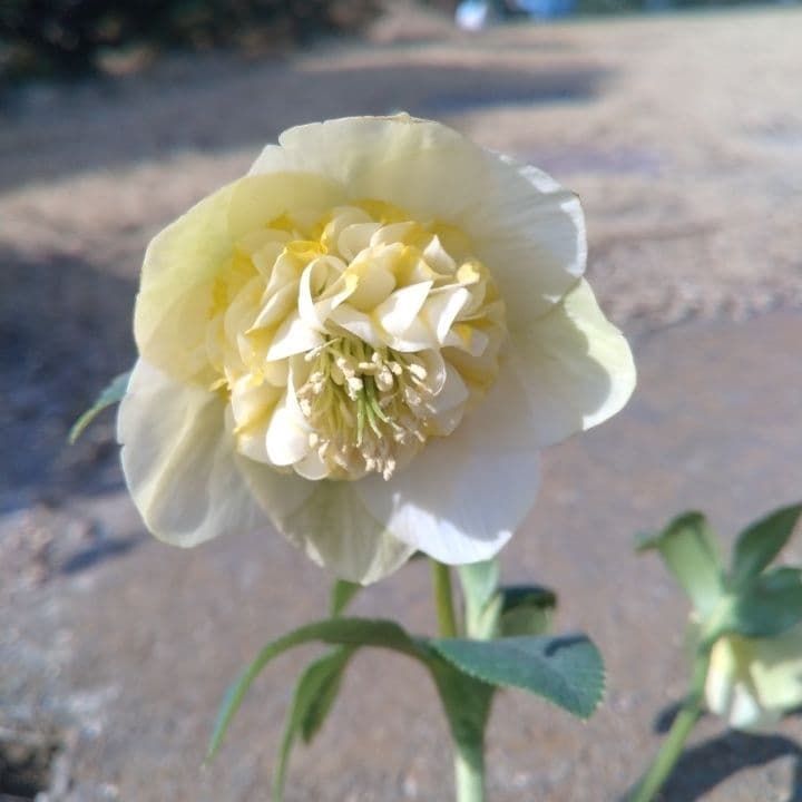 加藤農園モーリー 黄色 花開花株。No19