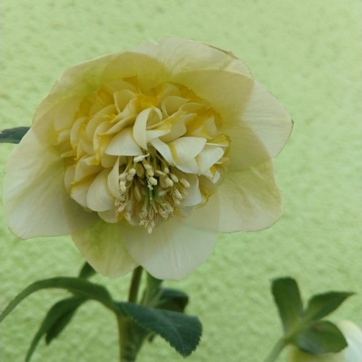 加藤農園モーリー 黄色 花開花株。No19