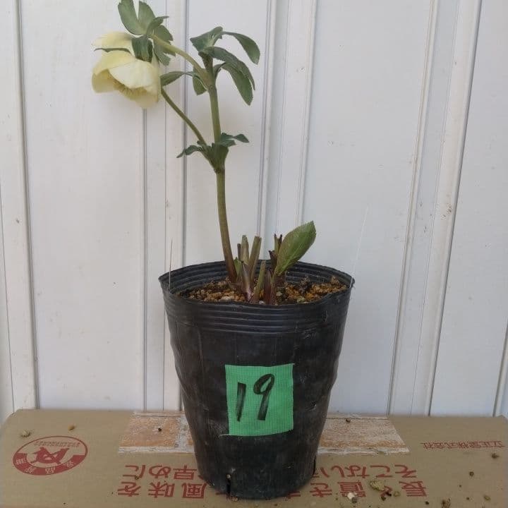 加藤農園モーリー 黄色 花開花株。No19