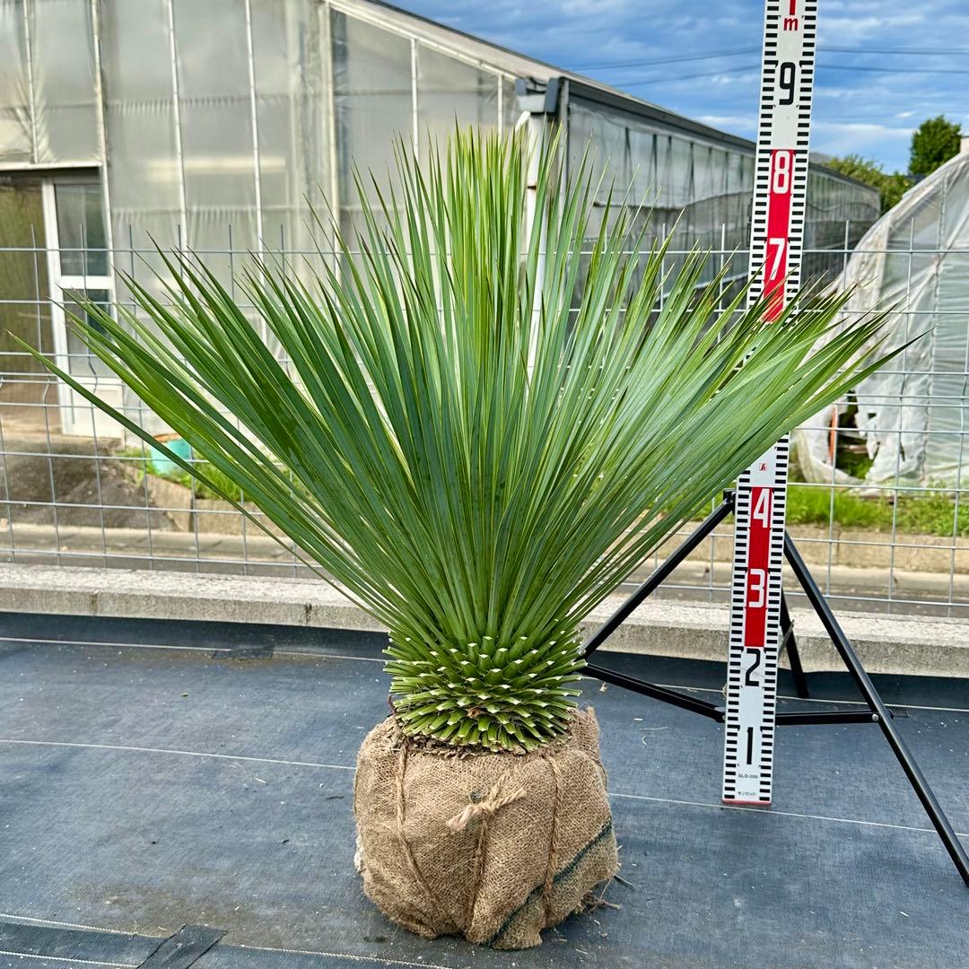 ユッカ ロストラータ（樹高:約80cm）oct61