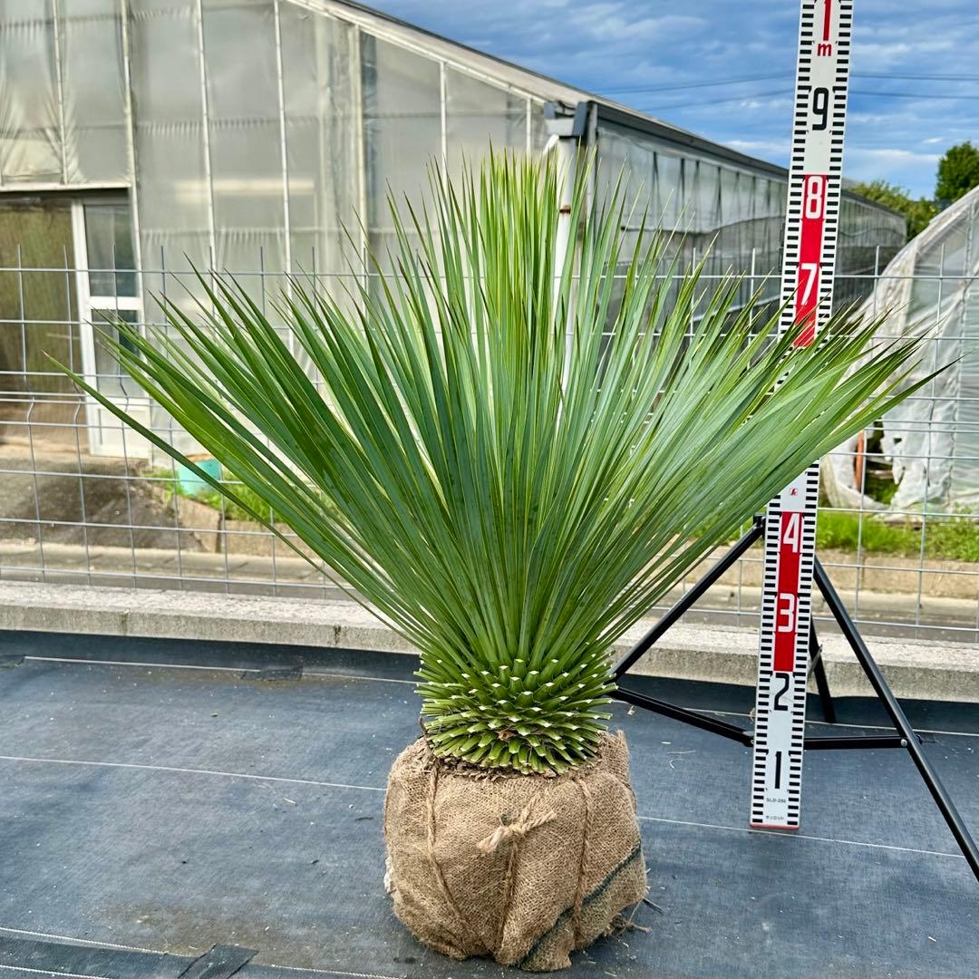 ユッカ ロストラータ（樹高:約80cm）oct61