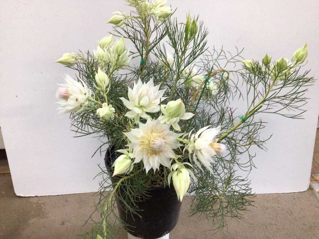 ② 幹が太くしっかり根が張ってる特選品‼︎ セルリア・ブラッシングブライト