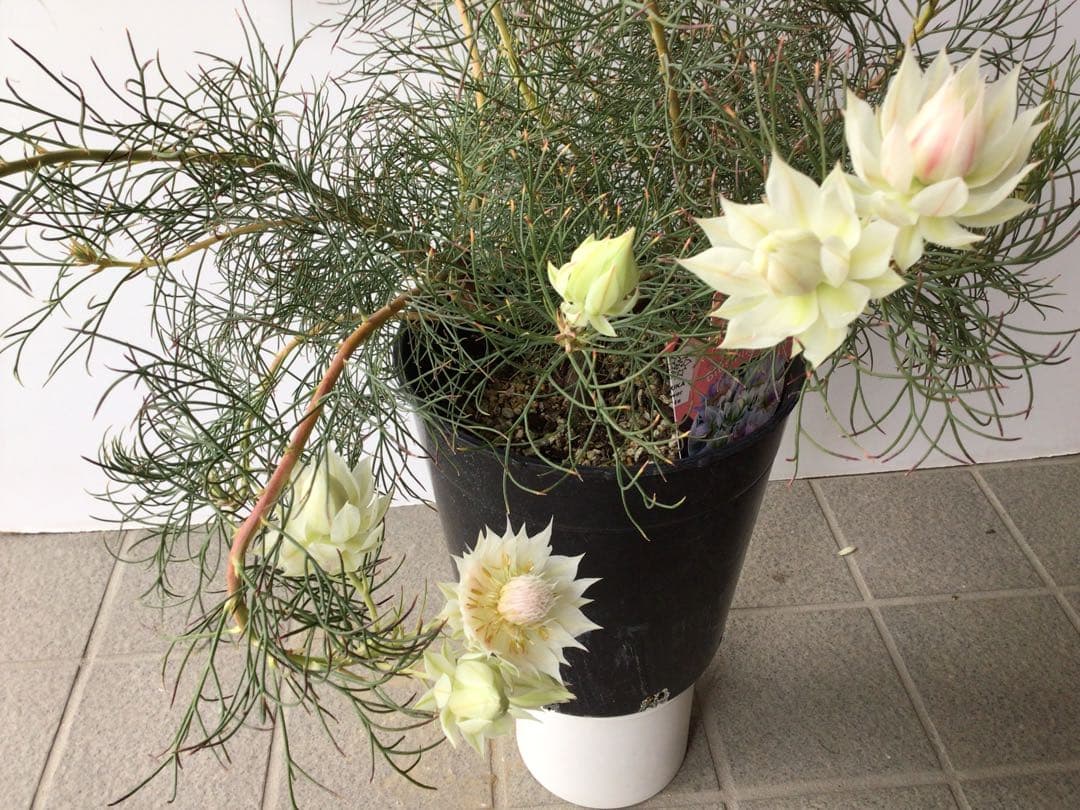 ② 幹が太くしっかり根が張ってる特選品‼︎ セルリア・ブラッシングブライト