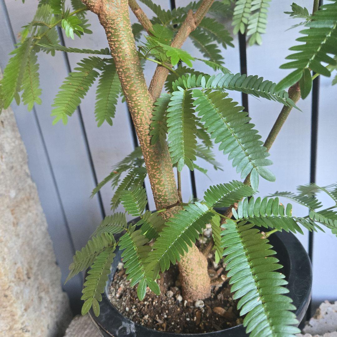 ⑤　エバーフレッシュ　8号　特大苗木最高等級　極太‼️